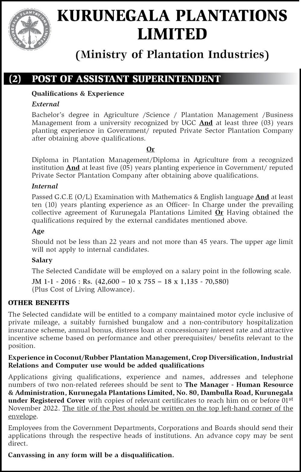Assistant Superintendent Job Vacancy in Kurunegala Plantations Jobs Vacancies
